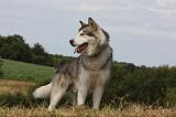 ALASKAN MALAMUTE 702
